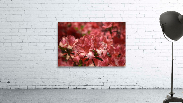 Azaleas II Wall Preview