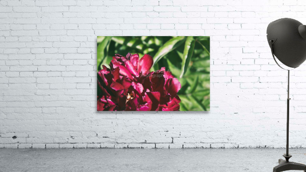 Pretty Pleasing Peonies II Wall Preview