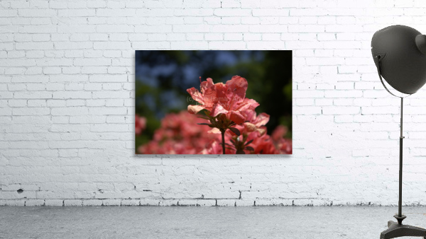 Azalea Above All Wall Preview
