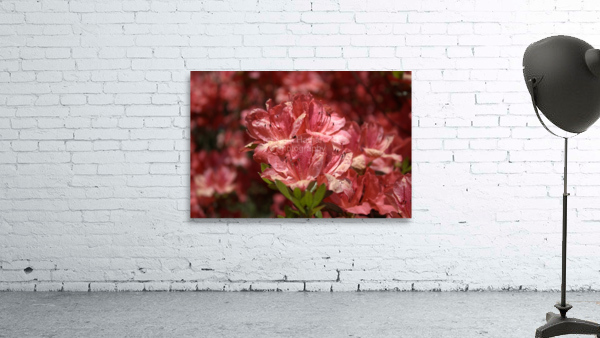 Azaleas III Wall Preview
