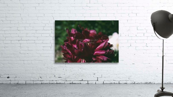Pretty Pleasing Peonies I Wall Preview