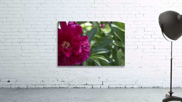 Pretty Pleasing Peony  Wall Preview