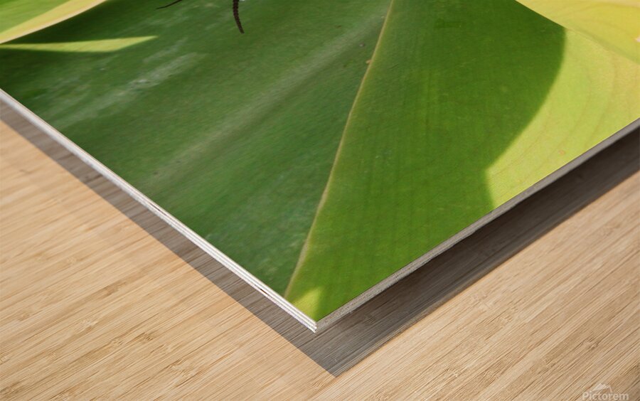 Hiding Grasshopper II Wood print