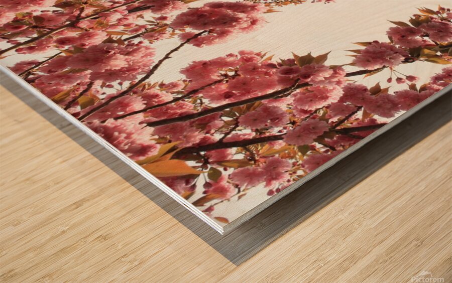 Springtime Cherry Blossoms Wood print