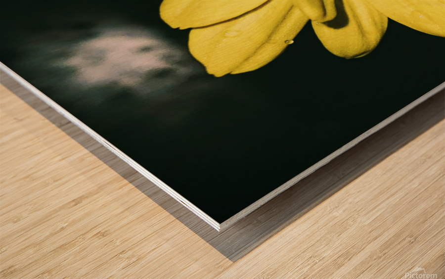 Dipping Daisy Wood print