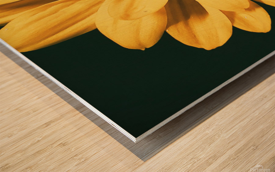 Lazy Daisy Wood print