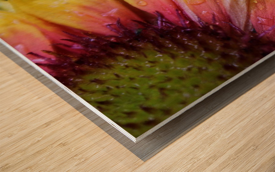 Hydrated Petals Wood print
