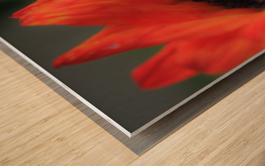 Silky Sunflower Wood print