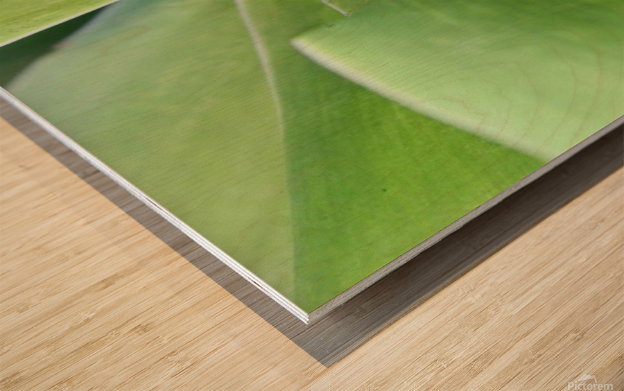 Hiding Grasshopper Wood print
