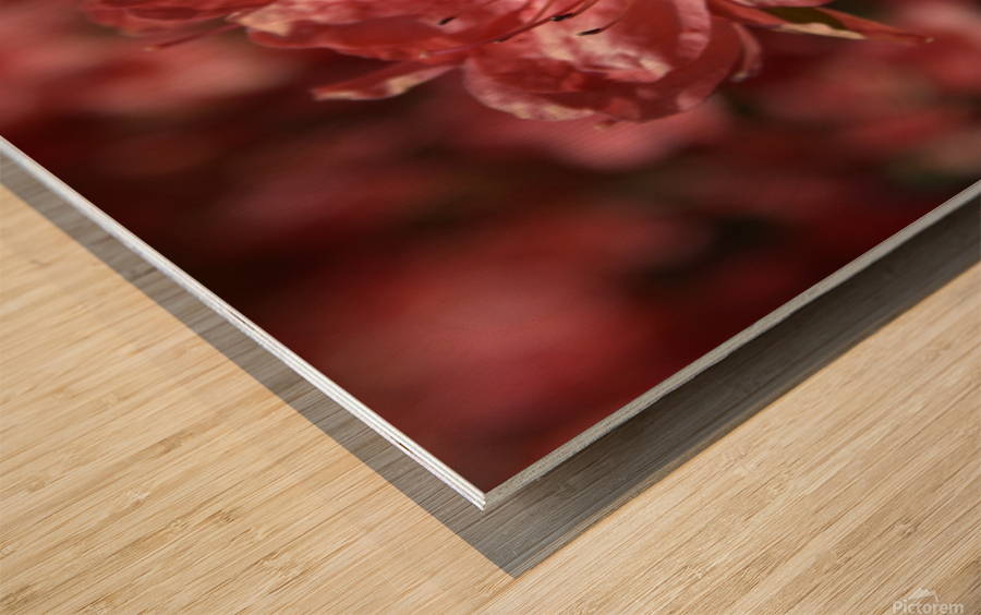 Azaleas I Wood print