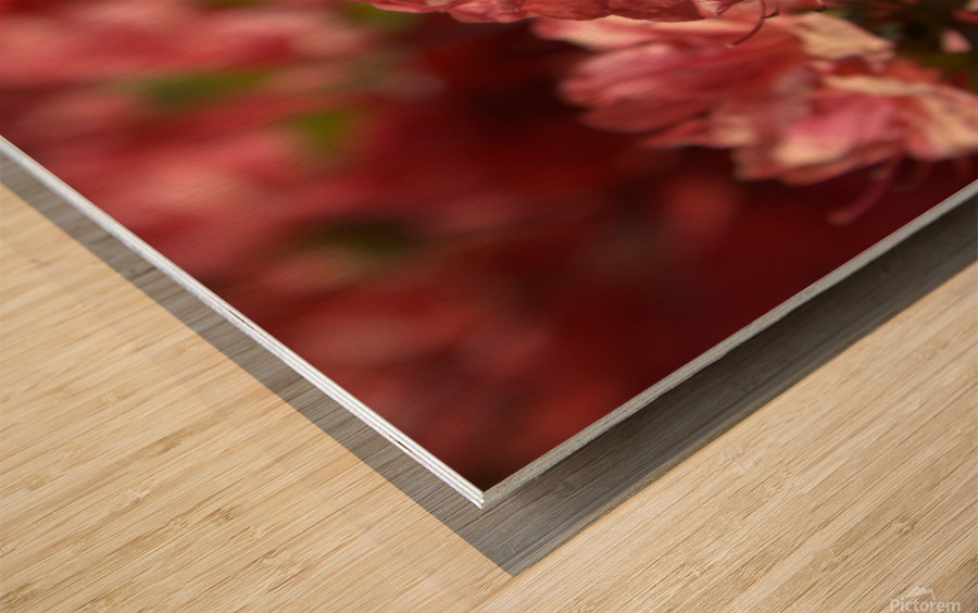 Azaleas II Wood print