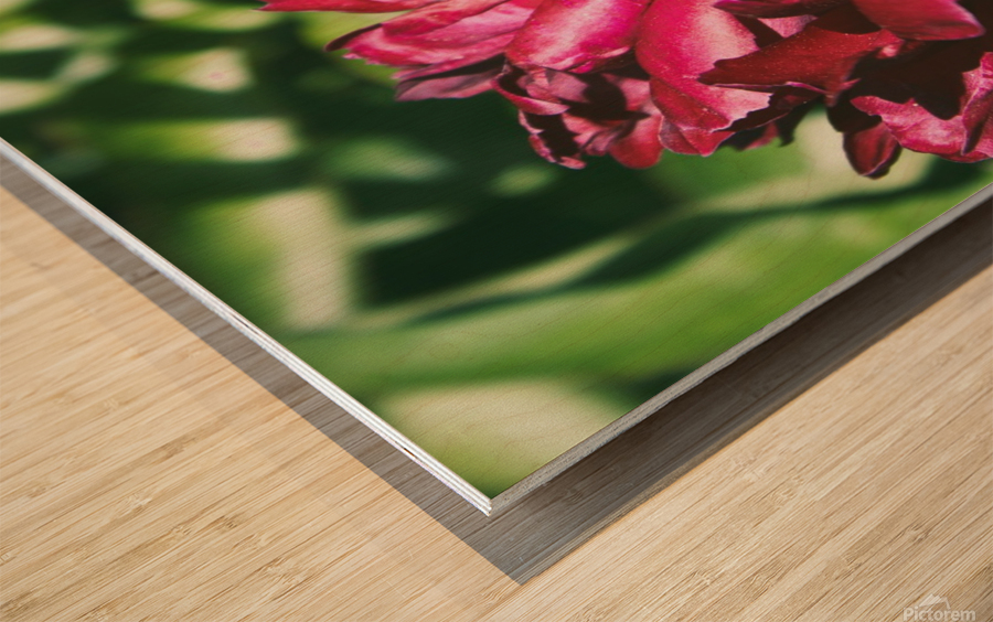 Pretty Pleasing Peonies II Wood print