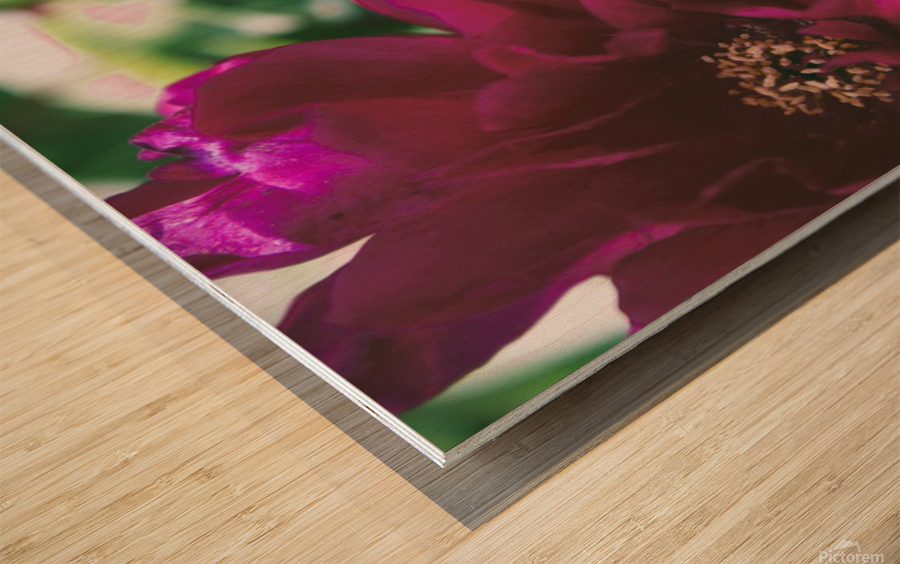 Pretty Pleasing Peonies III Wood print