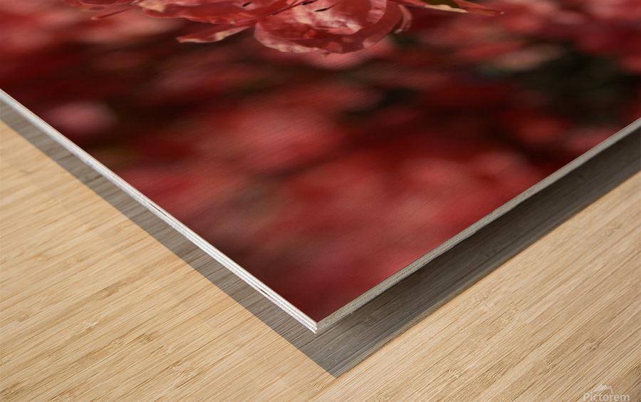 Azaleas III Wood print