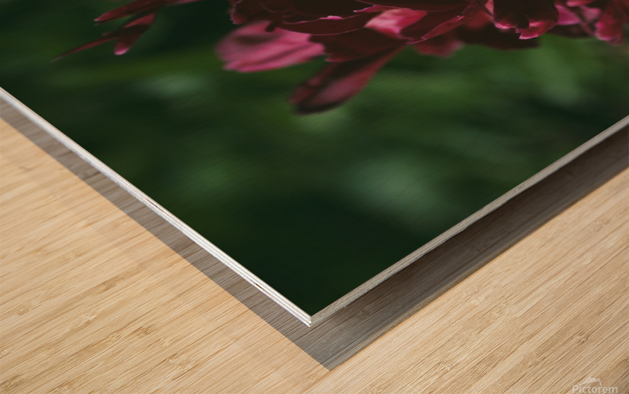 Pretty Pleasing Peonies I Wood print