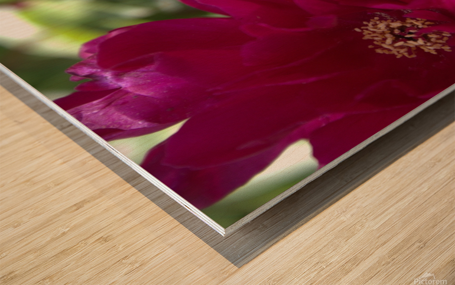 Pretty Pleasing Peony  Wood print