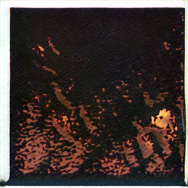 4170 8K Digital Download