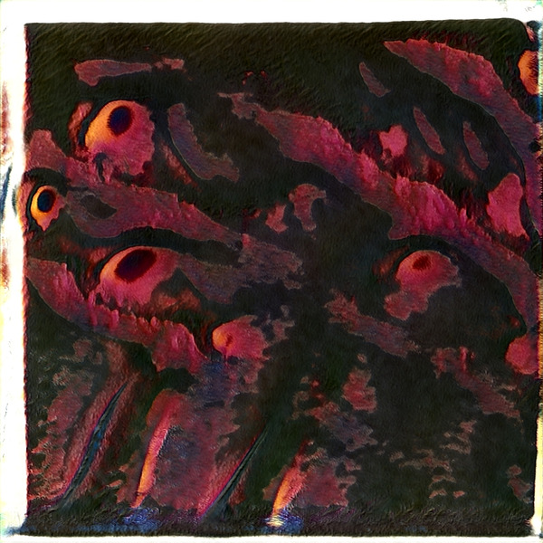 2596 8K Digital Download