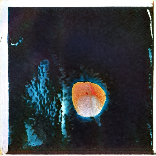 772 8K Digital Download