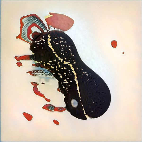 2431 8K Digital Download