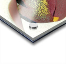 2835 8K Acrylic print