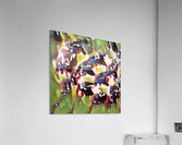 1229 8K Acrylic Print