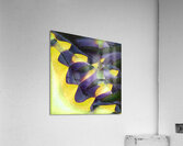 1529 8K Acrylic Print