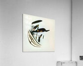 1671 8K Acrylic Print