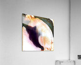 1719 8K Acrylic Print