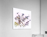 1747 8K Acrylic Print