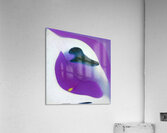 1877 8K Acrylic Print