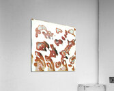 2007 8K Acrylic Print