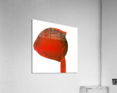 2215 8K Acrylic Print