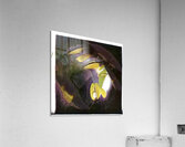 2469 8K Acrylic Print