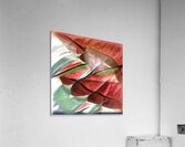 2620 8K Acrylic Print