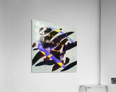 2784 8K Acrylic Print