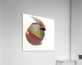 2835 8K Acrylic Print