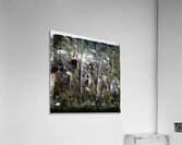 2957 8K Acrylic Print