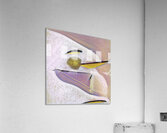 3018 8K Acrylic Print