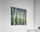 3388 8K Acrylic Print