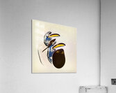 3899 8K Acrylic Print