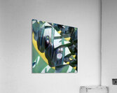 4081 8K Acrylic Print