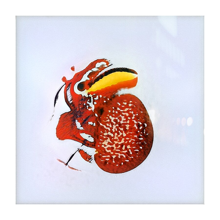 882 8K Picture Frame print