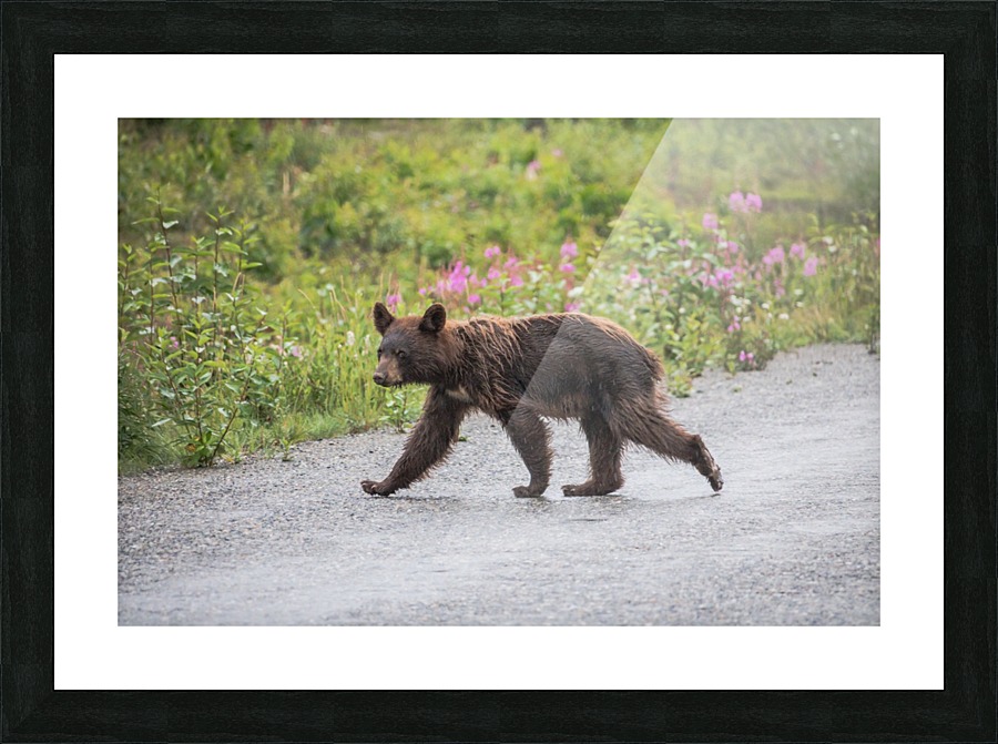 Bear   1 Picture Frame print