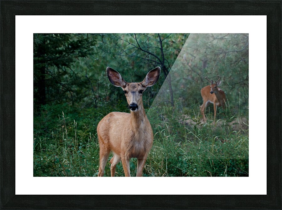 Doe a deer Picture Frame print