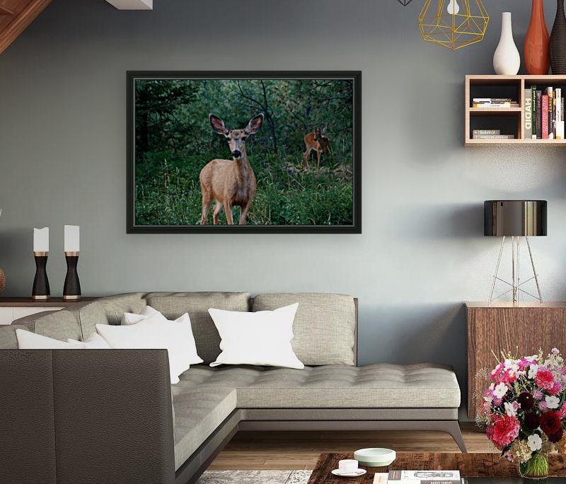 Doe a deer Reproduction