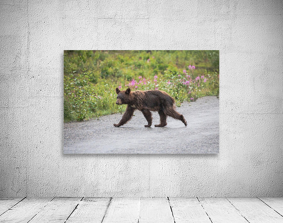 Bear   1 Wall Preview