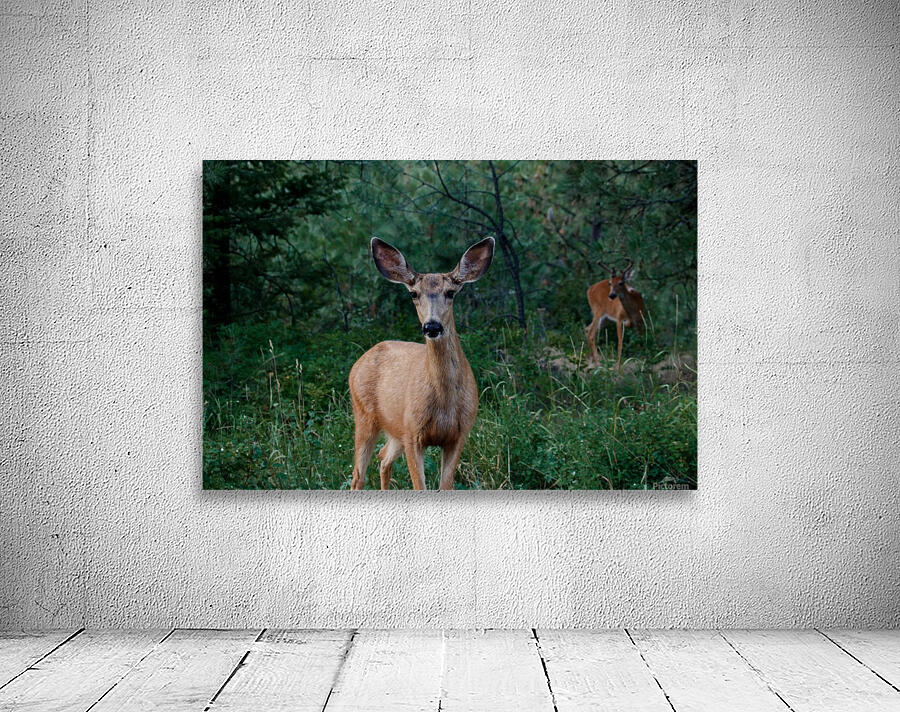 Doe a deer Wall Preview