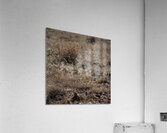 Grassy Day Acrylic Print