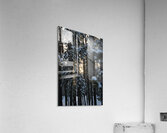 Snow Falls Acrylic Print